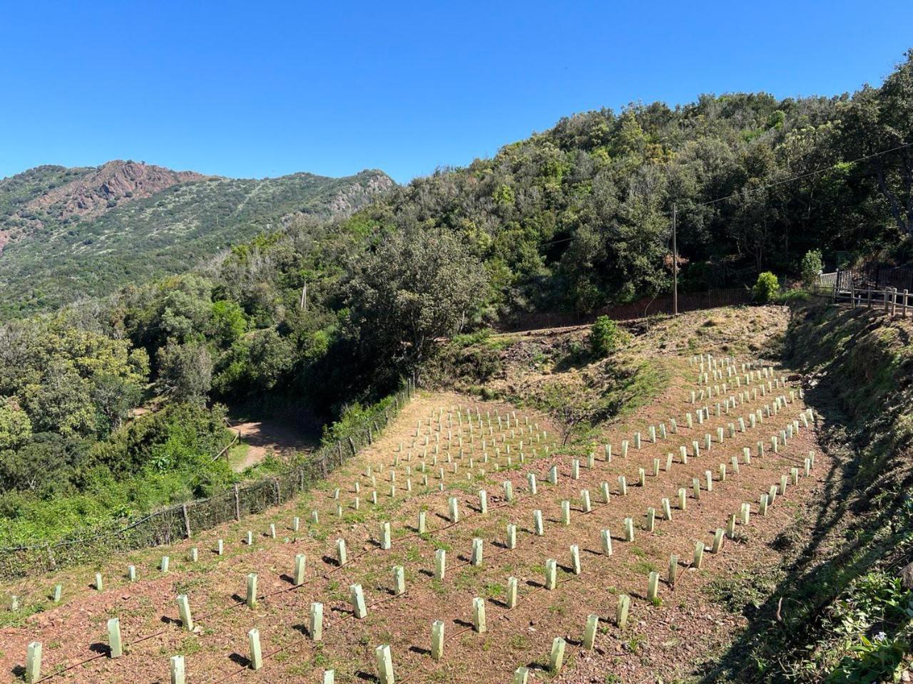 Agriturismo Paradisa Rio dellʼElba Eksteriør billede